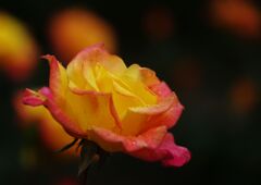 薔薇