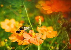 花と虫達　オオスカシバ　Ⅱ