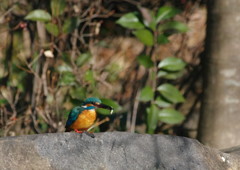 野鳥を探して　カワセミ　Ⅱ