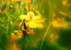 花と虫達　イチモンジセセリ