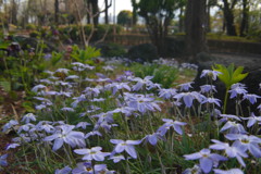 春風　ハナニラ