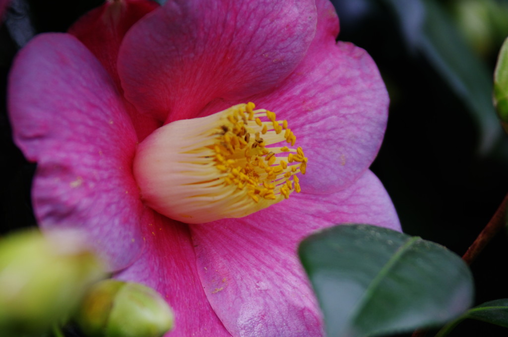 冬の花　サザンカ