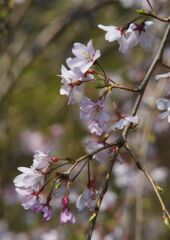 　花春　枝垂れ桜
