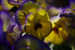 仲春　パンジー　Ⅱ