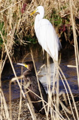 野鳥を探して　カワウ