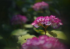 立夏　アジサイ　Ⅲ