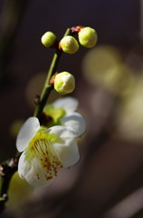 春を探して　白梅　Ⅱ