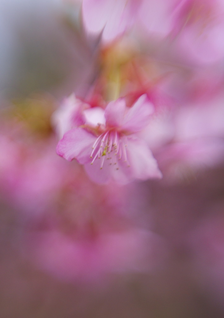 春暖　桜　Ⅱ