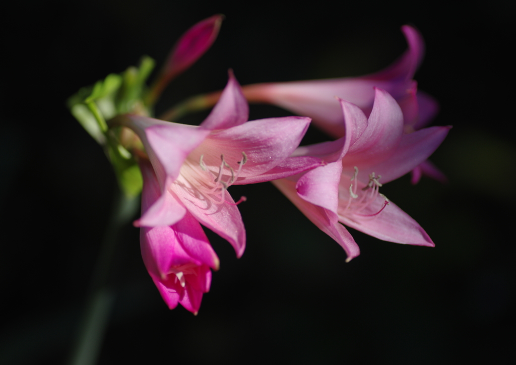 寒露　花の名？？？
