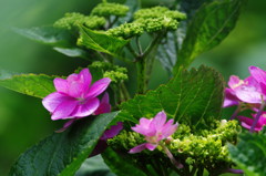 春爛漫　アジサイ　Ⅱ