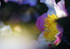 白露　サザンカ