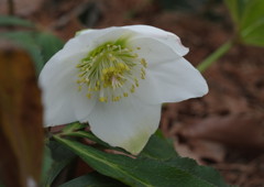 初春　クリスマスローズ