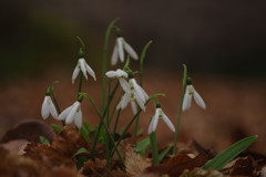 仲春　スノードロップ