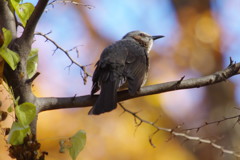 野鳥を探して　ヒヨドリ