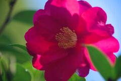 春燐　サザンカ？