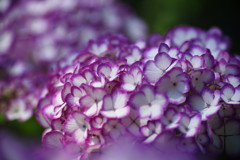 向暑　アジサイ　Ⅱ