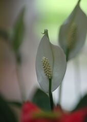 蝉鳴く　アンスリューム