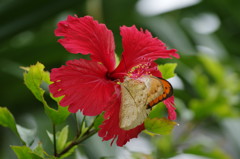 虫達を追って　ツマベニチョウ