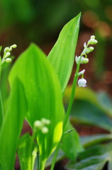 春爛漫　すずらん　Ⅱ