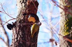 野鳥を探して　アカゲラ　Ⅱ