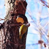 野鳥を探して　アカゲラ　Ⅱ