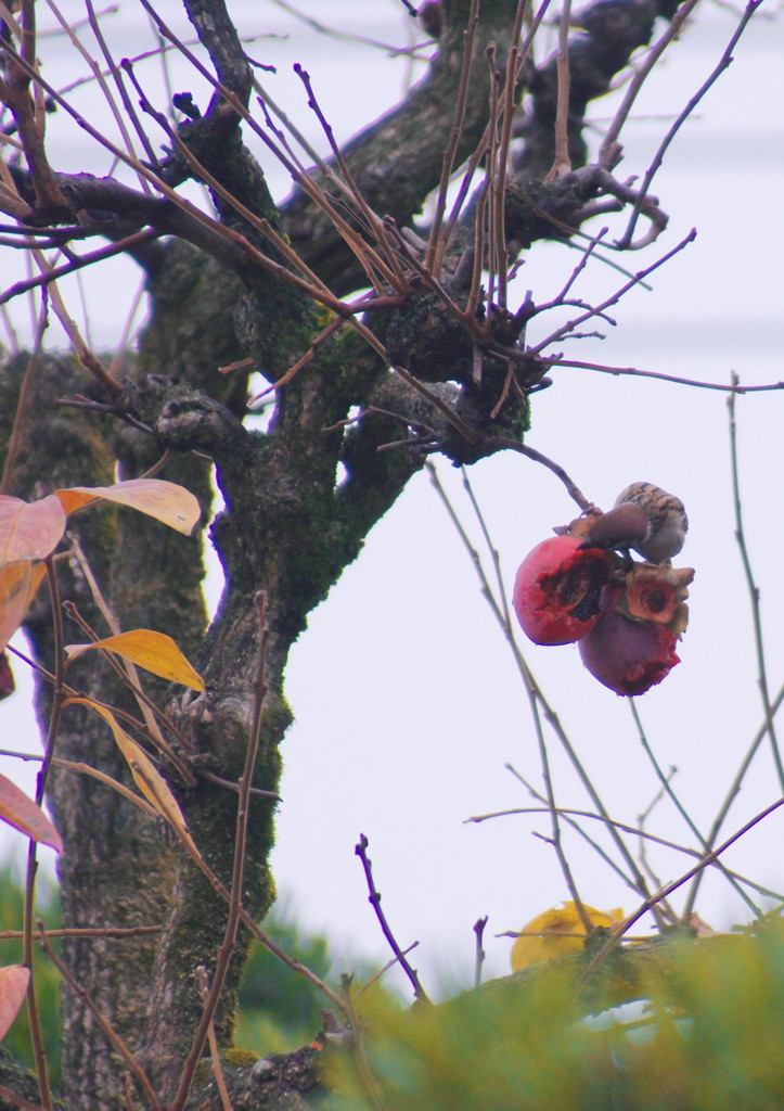野鳥を探して　スズメ