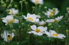 秋を探して　シュウメイギク