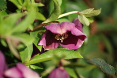 春を探して　クリスマスローズ