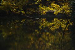 落日　近所の公園