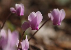 白露　原種シクラメン