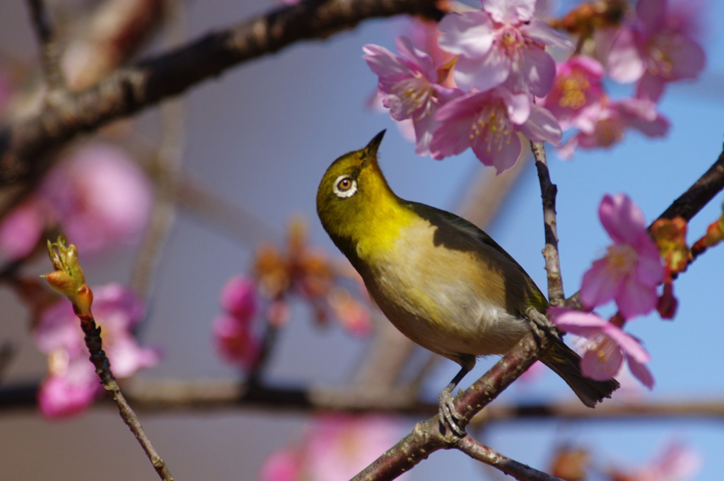 野鳥を探して　メジロ