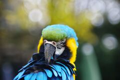 小春　オオム？