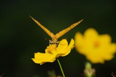 秋思　ツマグロヒョウモン