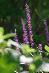 夏を探して　ヤブラン