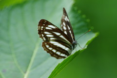 虫達を追って　ミスジチョウ