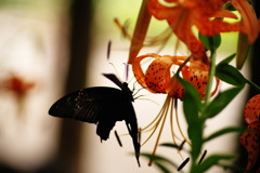 花と虫達　クロアゲハ