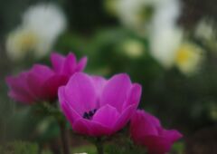 春寒　花の名？