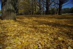 千秋楽　昭和記念公園　Ⅱ