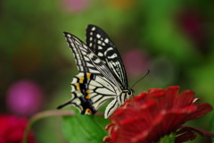 行秋　アゲハチョウ