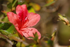 冬を探して　ヤマツツジ