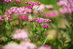 晩夏　セイヨウノコギリソウ