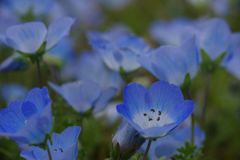 春風　ネモフィラ