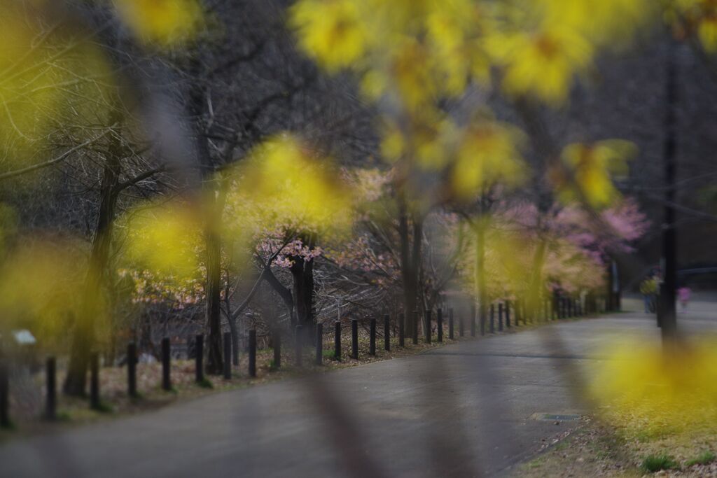 仲春　マンサク越から公園内散歩道