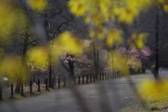 仲春　マンサク越から公園内散歩道
