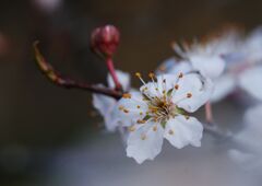 仲春　サクラ　Ⅱ