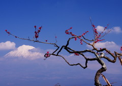 旅写真　梅に富士 　Ⅳ