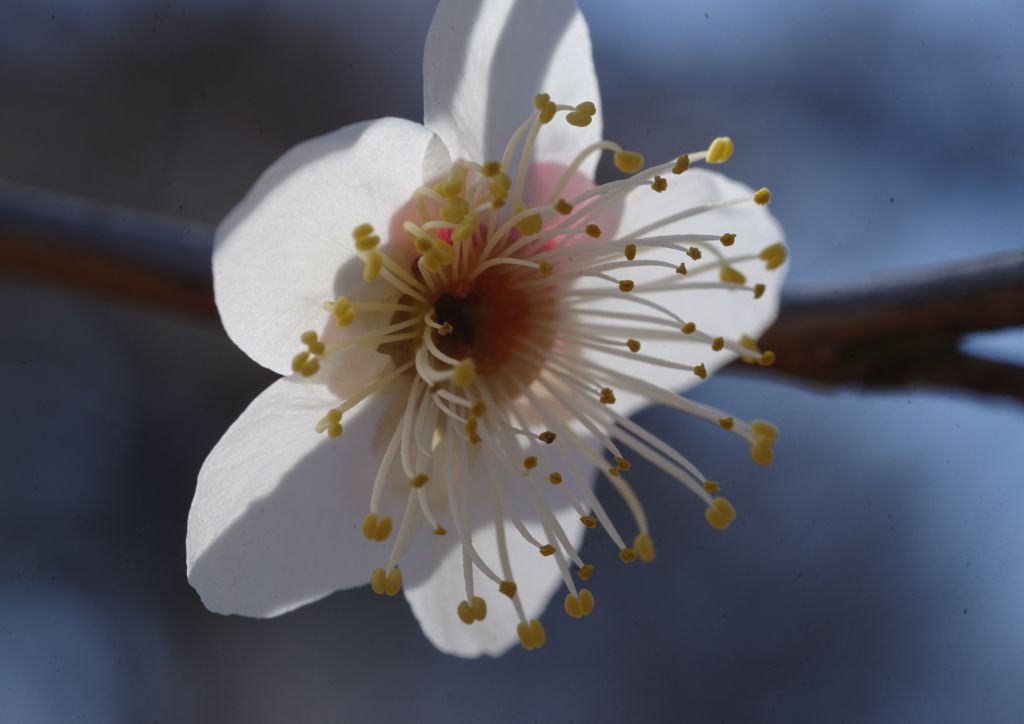 初春　白梅
