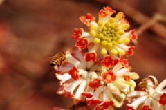 春爛漫　ミツマタ