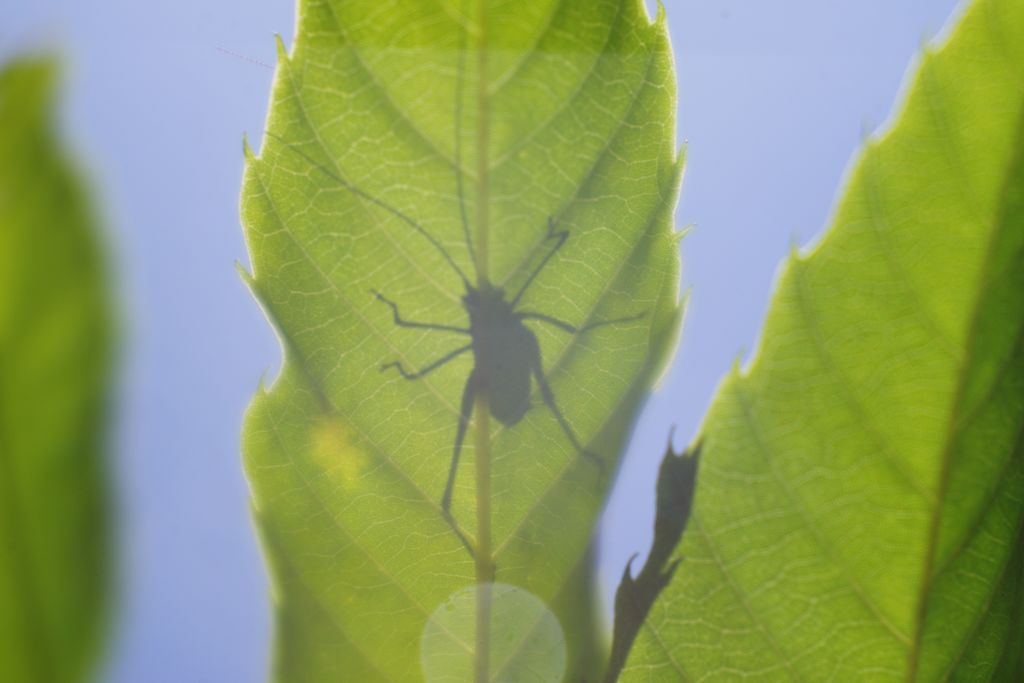 路傍　キリギリス？　Ⅱ