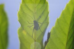 路傍　キリギリス？　Ⅱ